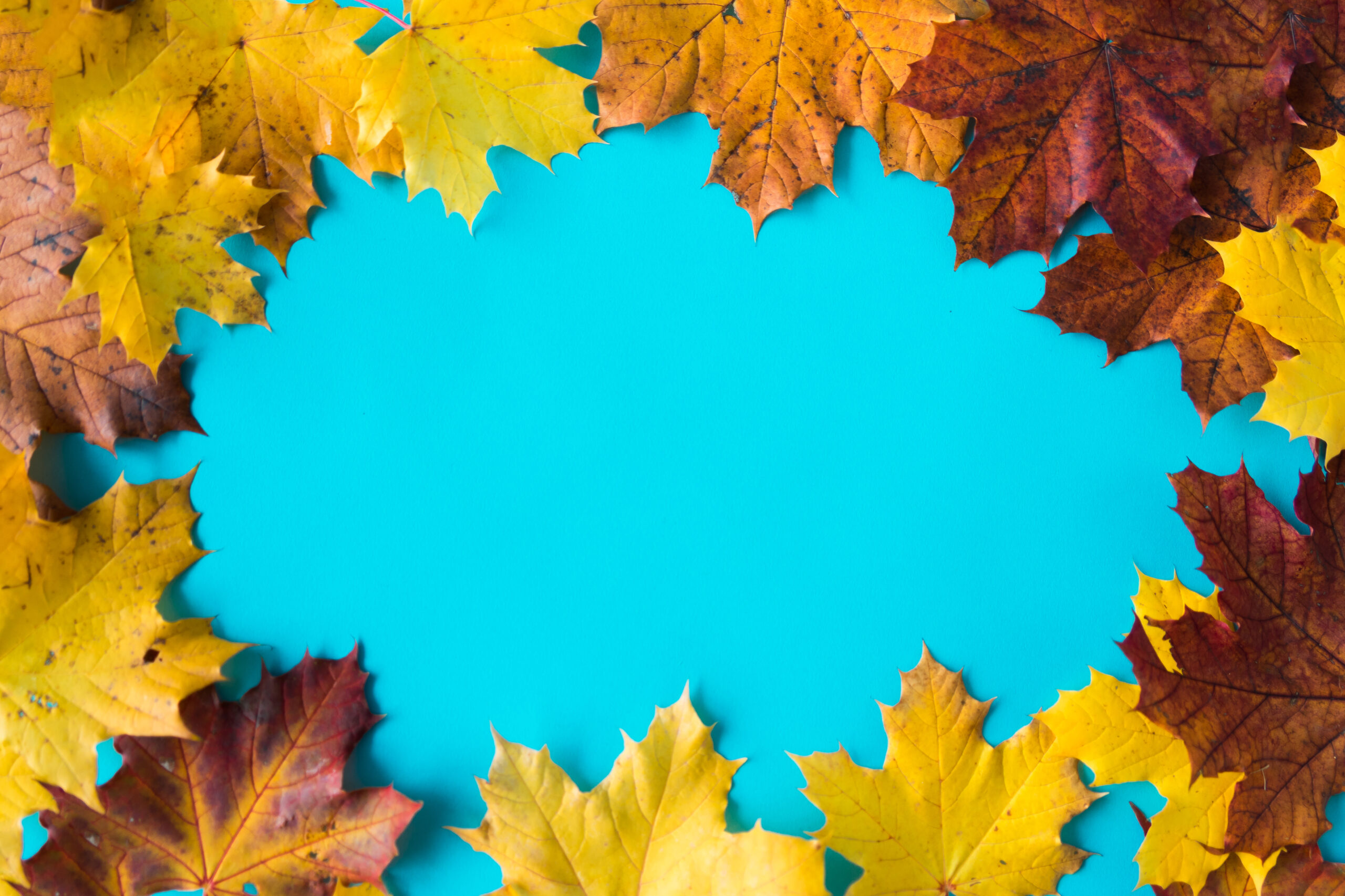 hero-image-autumn-leaves-on-flat-blue-background-2-picjumbo-com