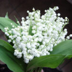 muguet 1er mai
