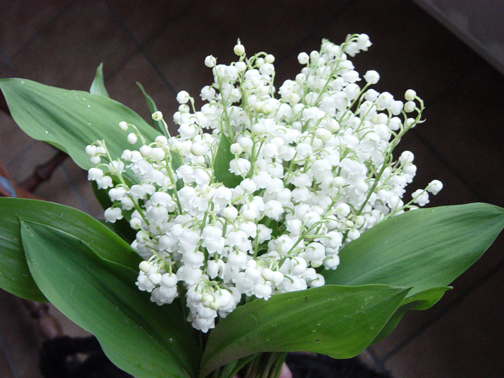 muguet 1er mai