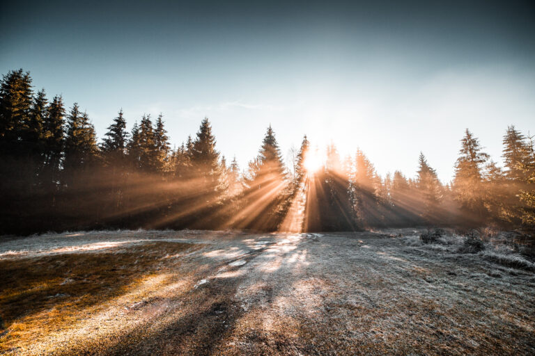 frozen-morning-in-winter-forest-picjumbo-com