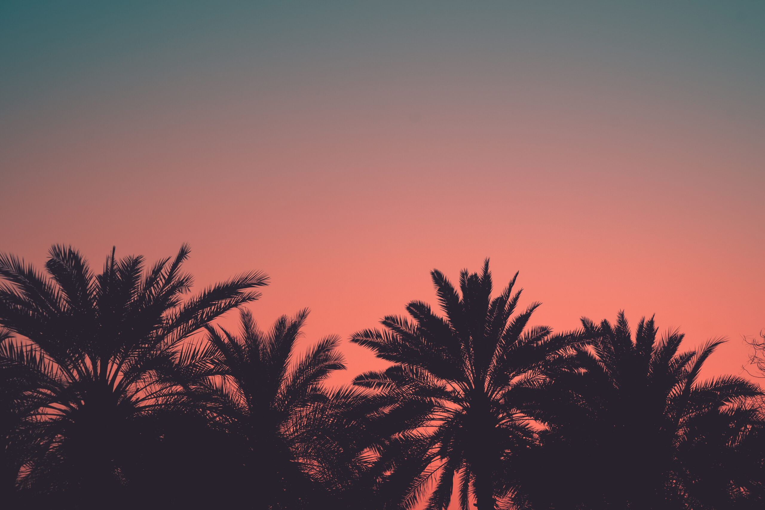 tropical-palms-with-vintage-color-gradient-picjumbo-com