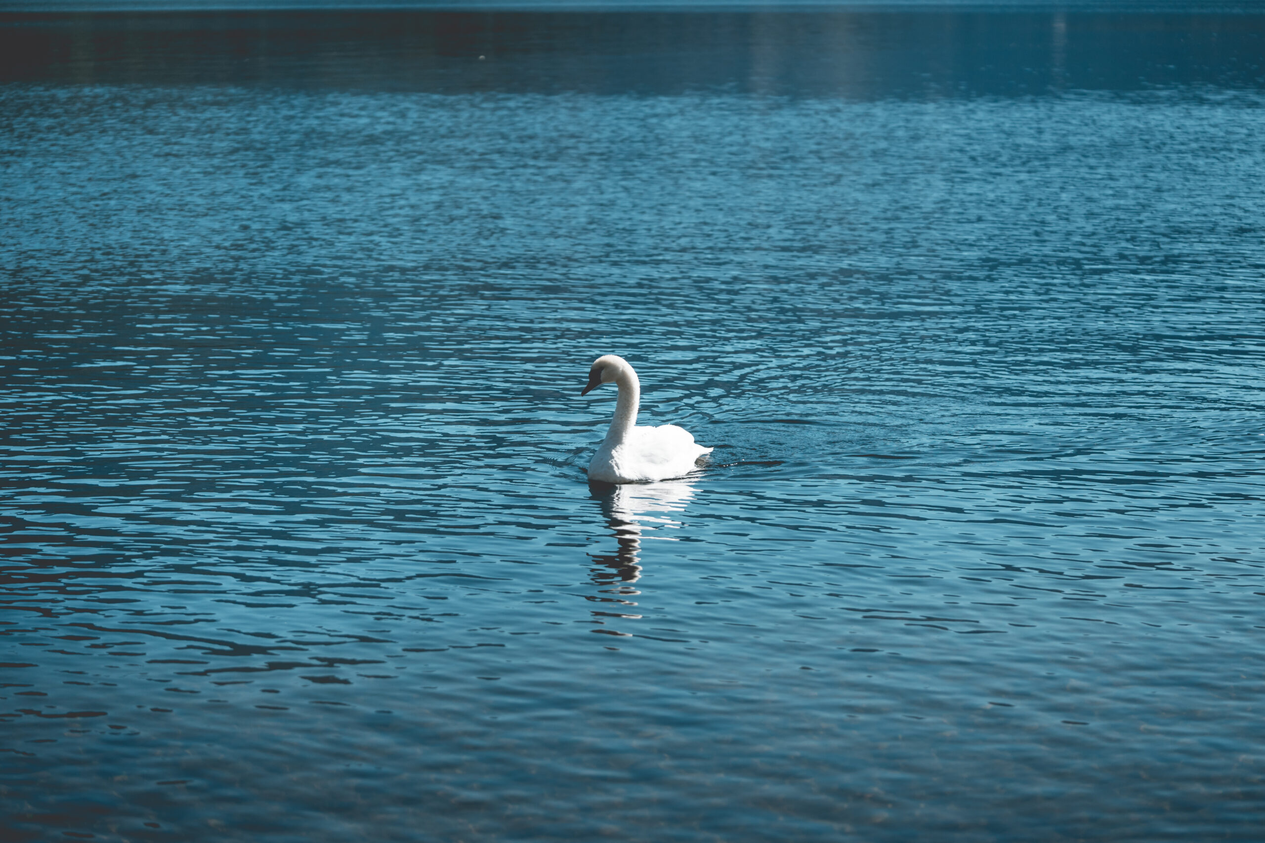 young-swan-swimming-alone-on-a-lake-picjumbo-com