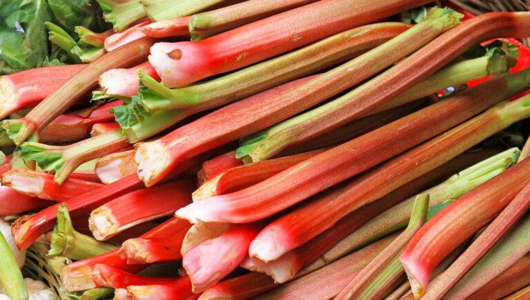 rhubarbe