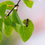 bee-sheltered-during-rain-picjumbo-com