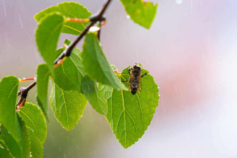 bee-sheltered-during-rain-picjumbo-com