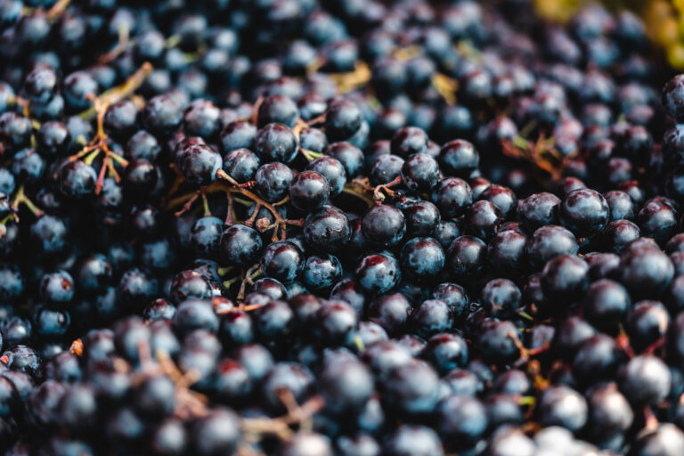 fresh-dark-blue-grape-picjumbo-com