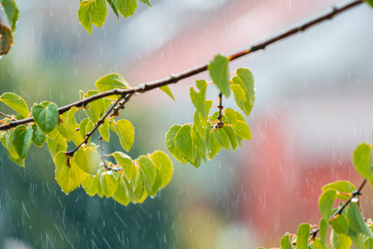 leaves-of-katsura-caramel-tree-in-the-rain-picjumbo-com