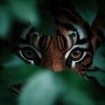 tiger-eyes-looking-from-the-bushes-picjumbo-com