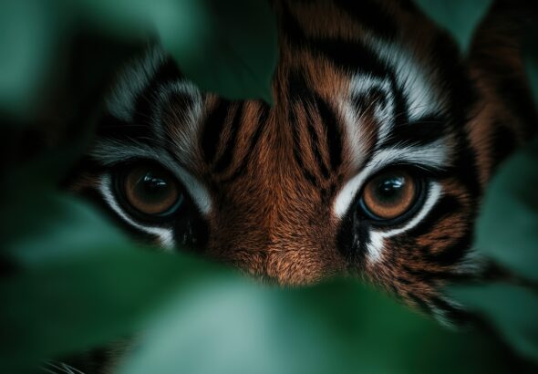 tiger-eyes-looking-from-the-bushes-picjumbo-com