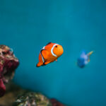 finding-nemo-and-dory-as-real-fish-percula-clownfish-pacific-blue-tang-picjumbo-com (1)