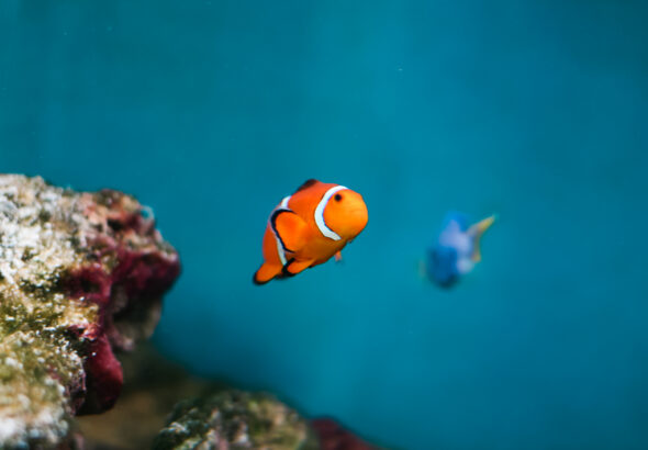 finding-nemo-and-dory-as-real-fish-percula-clownfish-pacific-blue-tang-picjumbo-com (1)
