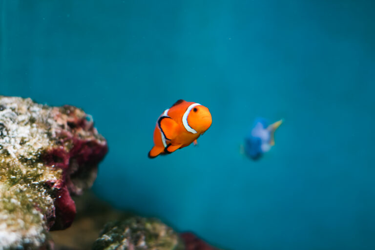 finding-nemo-and-dory-as-real-fish-percula-clownfish-pacific-blue-tang-picjumbo-com (1)