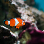 finding-nemo-real-fish-percula-clownfish-picjumbo-com