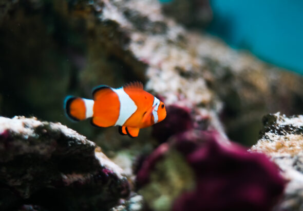 finding-nemo-real-fish-percula-clownfish-picjumbo-com