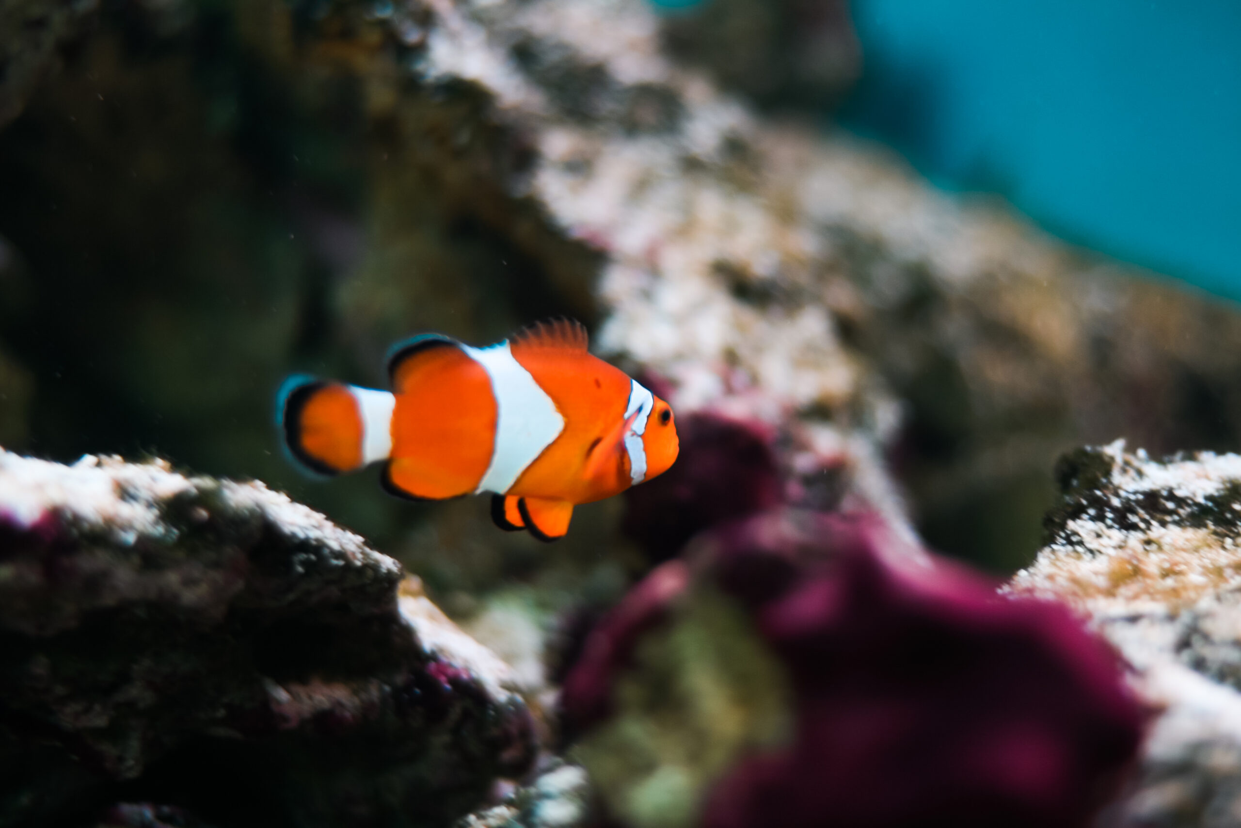 finding-nemo-real-fish-percula-clownfish-picjumbo-com