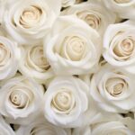 white-rose-blossoms-picjumbo-com