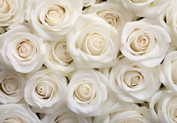 white-rose-blossoms-picjumbo-com